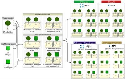 Drought and Nitrogen Application Modulate the Morphological and Physiological Responses of Dalbergia odorifera to Different Niche Neighbors